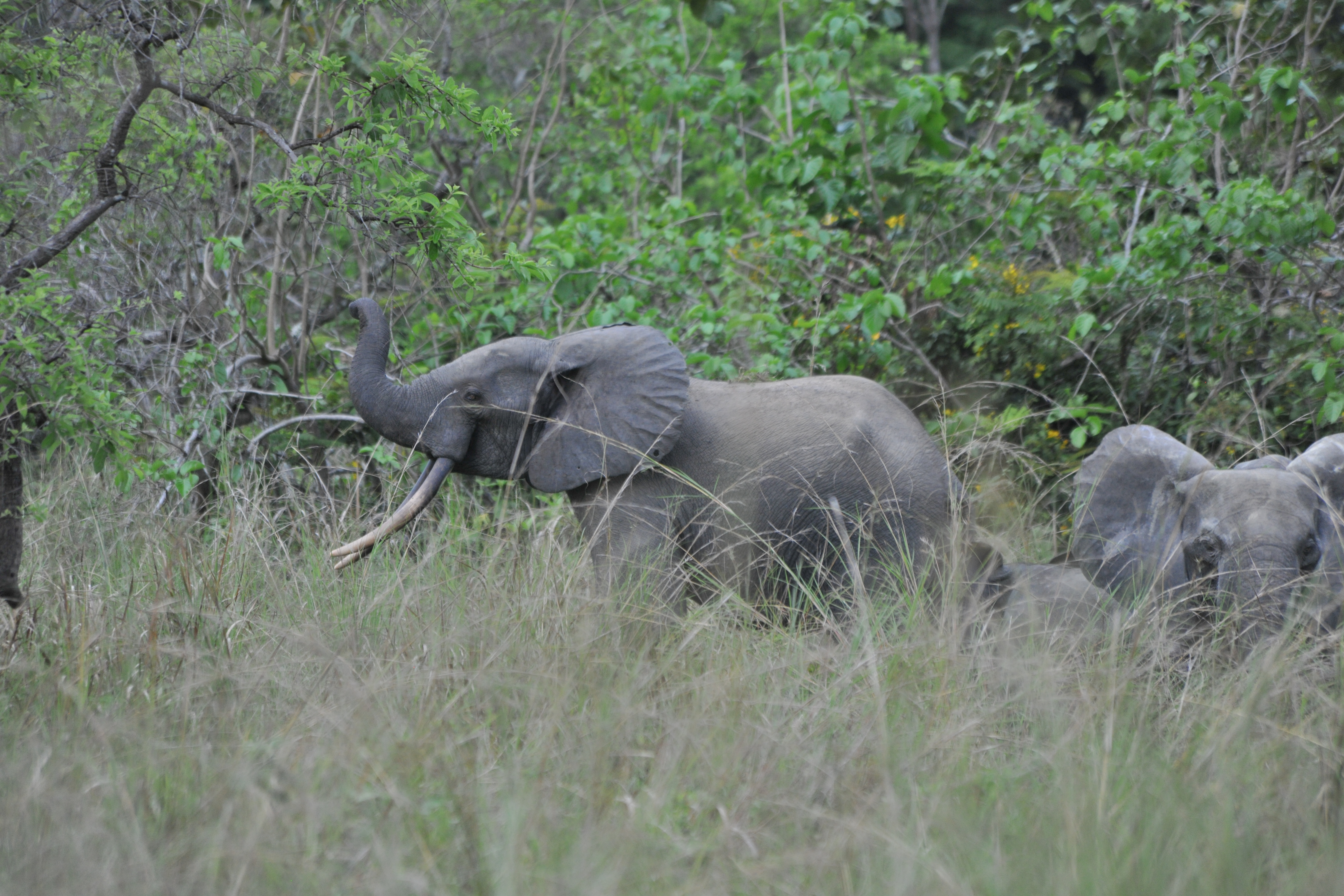 Forest elephants in Lopé National Park, Gabon