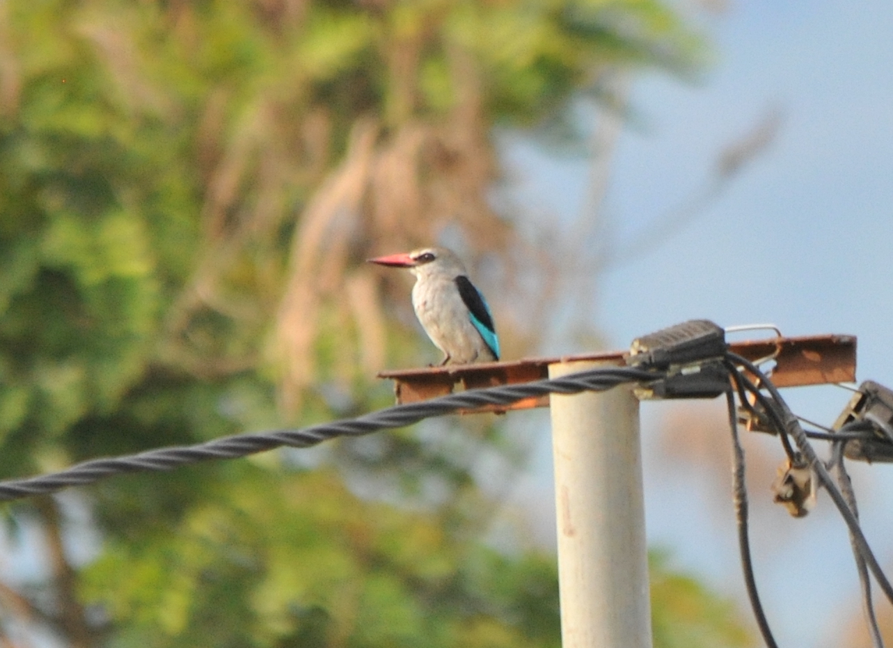 A woodland kingfisher perched on a utility pole in Gabon